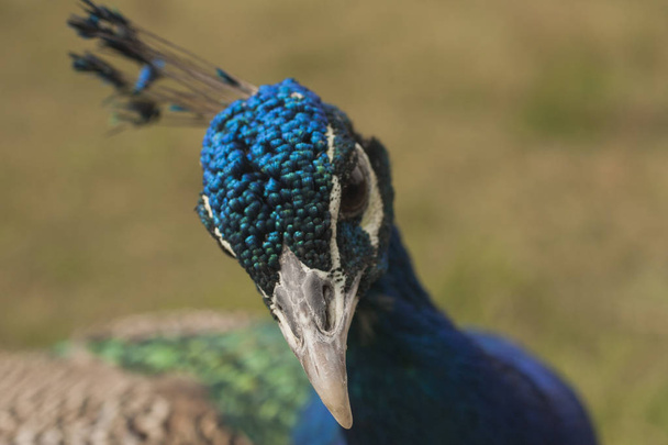 Peacock. Beautiful bird. Peahen. - Photo, Image