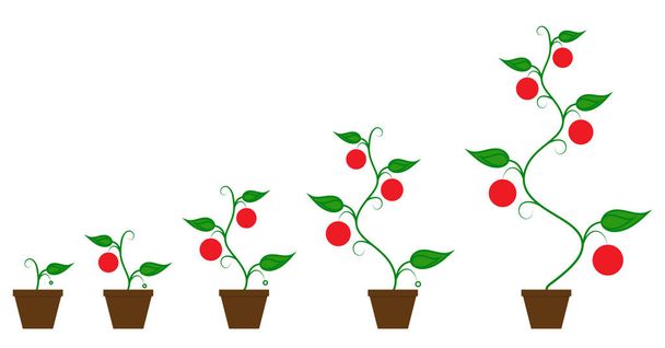 Vektorillustration einer Reihe grüner Symbole - Wachstumsphase der Tomatenfruchtpflanze in einem auf weißem Hintergrund isolierten Topf. - Vektor, Bild