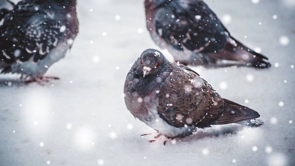 灰色の鳩鳩は降雪の中に冬の冷たい冷ややかな日に雪の上に座る - 写真・画像