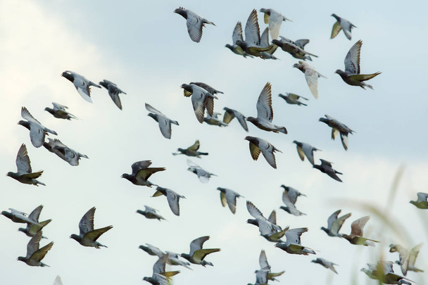 стадо летящих скоростных гоночных голубей выпущено из корзины соревнований против красивого утреннего света
 - Фото, изображение