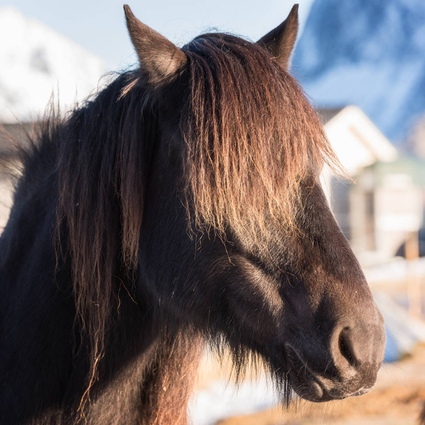 Belo cavalo nórdico, raça Dole Gudbrandsdal, retrato de animal, close-up, Ilhas Lofoten, Noruega
 - Foto, Imagem