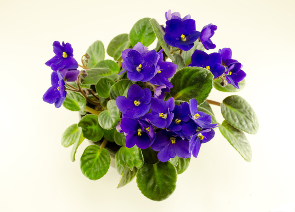 flor violeta africana e folhas verdes em vaso
 - Foto, Imagem