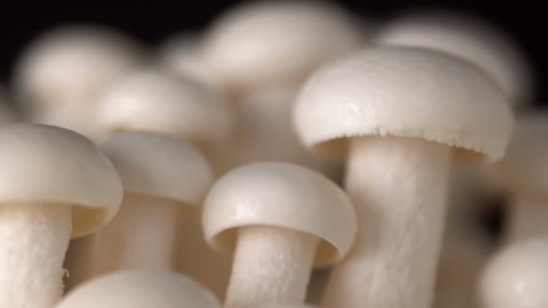 Super Close Up White Shimeji Mushroom Ost or Turn on Black Background. Грибы Шимедзи здоровую пищу на всю жизнь. 4k 3840x2160 кадры высокого разрешения в категории продуктов питания и напитков. Еда на черном фоне
 - Кадры, видео