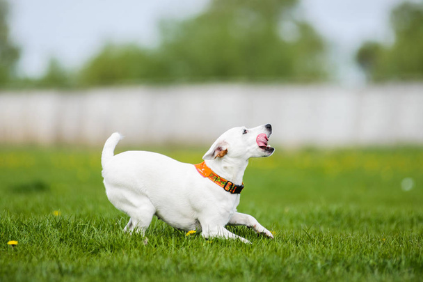Jack Russell Terrier catching frisbee disk - Photo, image