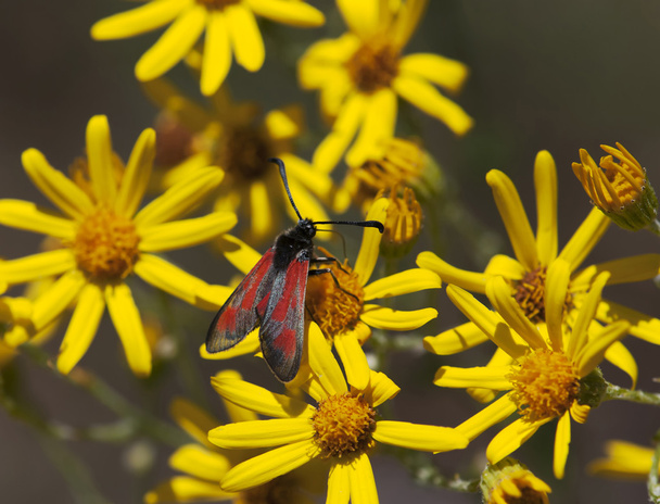 Farfalla rossa e fiori gialli
 - Foto, immagini