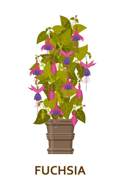 Fuchsia. Decorative houseplant in pot. Florist indoor tree or interior flowerpot. Vector illustration - Vector, Image