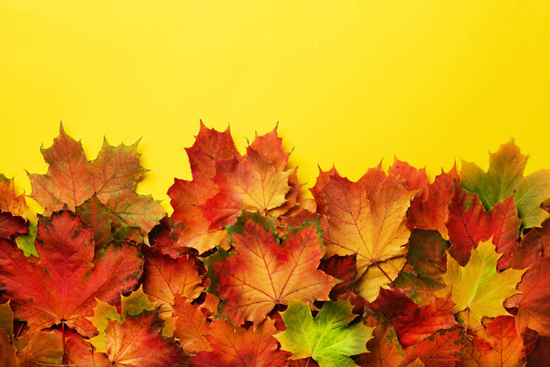 Red, orange and green maple leaves on yellow background. Golden autumn concept. Sunny day, warm weather. Top view. Banner. - Zdjęcie, obraz