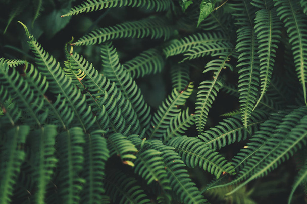 Листья папоротника Темно-зеленые и холодные
 - Фото, изображение