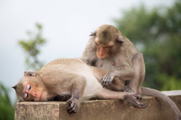 Coppia di scimmie sedute sul cemento e appassionate, innamorate
. - Foto, immagini