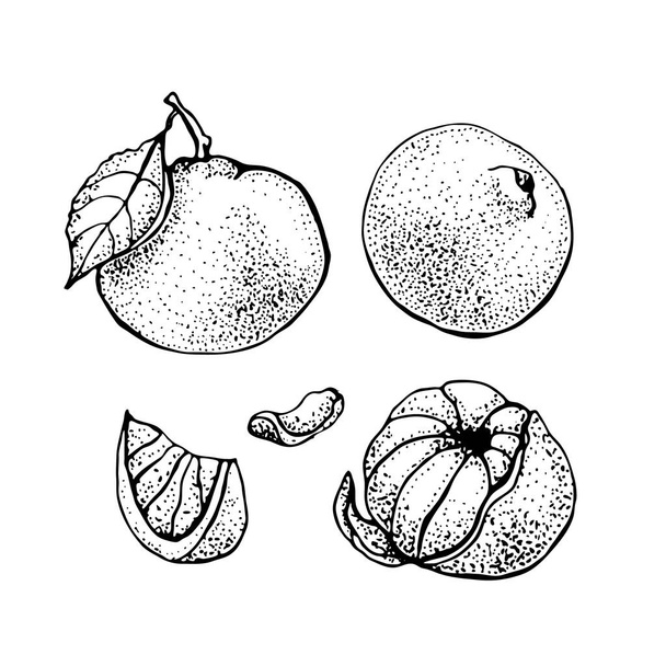 Mandarin orange set. Citrus fruits isolated on white background. Hand drawn tangerine vector illustration. Detailed vegetarian food Ink sketch. - Vetor, Imagem