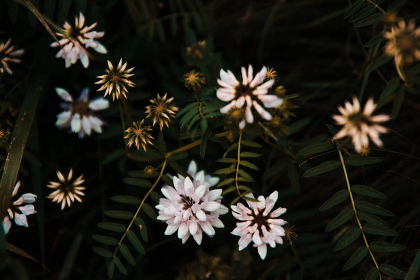 Fondo natural. Primer plano de las flores en el bosque
 - Foto, imagen