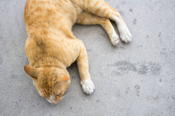 Сіам кішка, жовтий гарний колір грати на землі. Тварина помаранчеву кішку в парку. - Фото, зображення