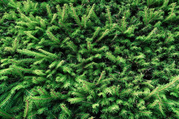 Background of young green spruce - Foto, Bild