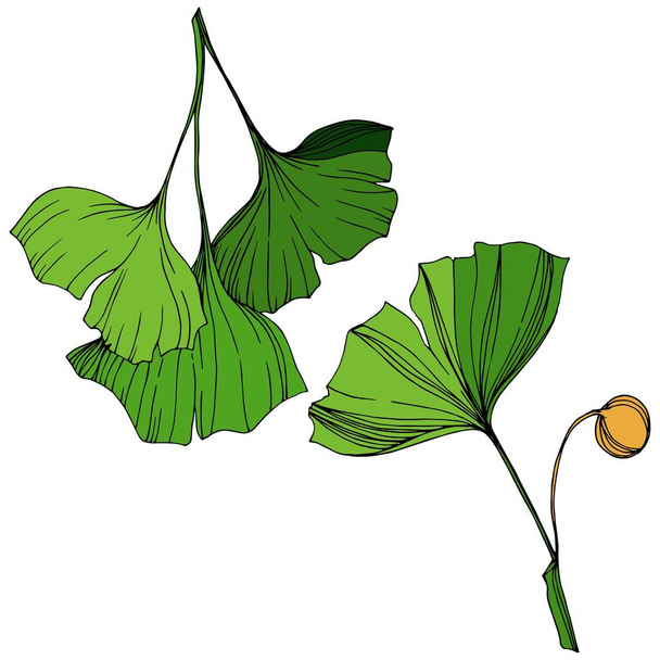 ベクトル分離イチョウの図要素。緑の葉。植物園の花葉を植物します。緑の刻まれたインク アート. - ベクター画像