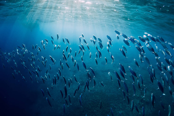 Vedenalainen villi maailma tonnikala koulun kalat ja auringonsäteet
 - Valokuva, kuva
