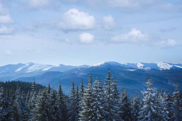 Słoneczny zimowy krajobraz z chmur cumulus pięknej w górach. Świerkowych lasów na zboczach. Snowcapped szczyty - Zdjęcie, obraz