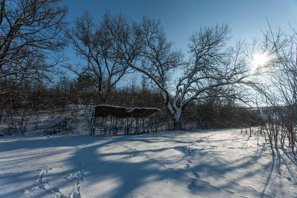 Χιονισμένα δέντρα στο δάσος. Δασικό Πάρκο το χειμώνα σε μια ηλιόλουστη ημέρα κατά τη διάρκεια μια χιονόπτωση. Χειμώνας Χριστούγεννα νέο έτος. Καλύβα για κυνηγούς. - Φωτογραφία, εικόνα