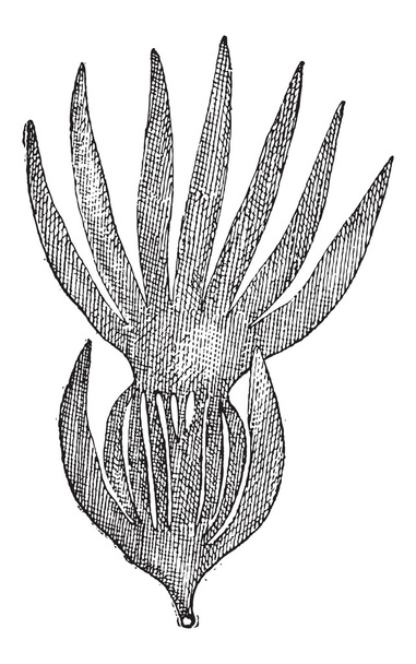 φύκια ή laminaria ΣΠ., vintage Χαρακτική - Διάνυσμα, εικόνα