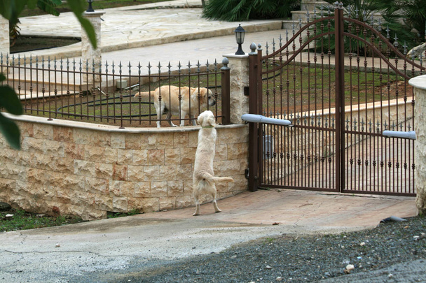 Two retrievers greeting each other beside an iron gate - Photo, Image