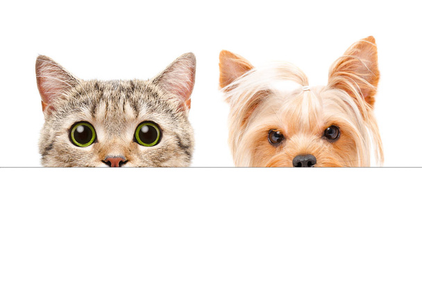 Portré mögül egy banner less Yorkshire terrier és a skót egyenes macska - Fotó, kép