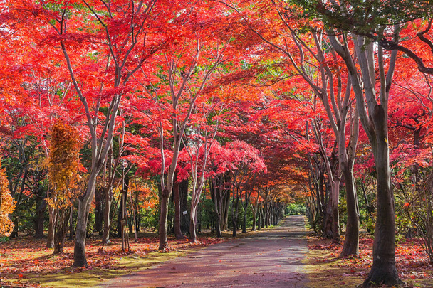 この写真は北海道札幌市の平岡木アートセンターで撮影されたものです。すべての木は冬になる前に緑から赤に変わります。札幌の観光名所として人気のスポットです。. - 写真・画像