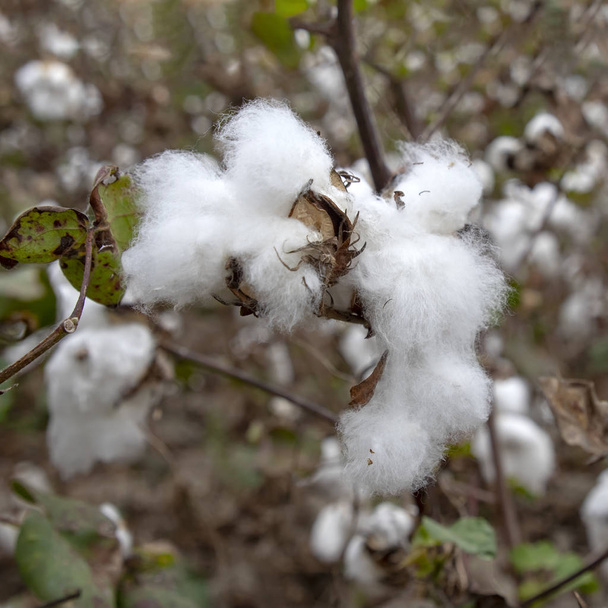 Plantas de algodón pelusa blanca sobre fondo borroso. Países Bajos
 - Foto, imagen