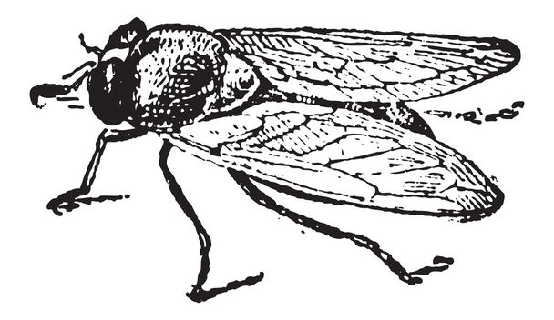 Звичайна фруктова муха або меланогастер Drosophila, вінтажна гравюра
 - Вектор, зображення