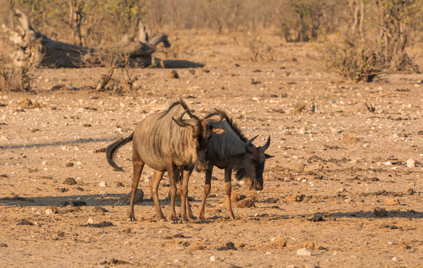 Sinisen Wildebeestin ryhmä eteläafrikkalaisessa savannassa
 - Valokuva, kuva
