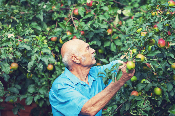Elderly man harvesting apples in the orchard - Foto, afbeelding
