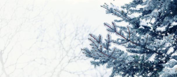 Paisagem de inverno gelada na floresta nevada. Ramos de pinheiro cobertos de neve em tempo frio de inverno. Fundo de Natal com abetos
 - Foto, Imagem