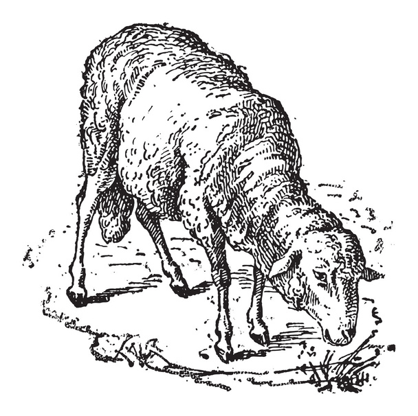 Sheep or Ovis aries, vintage engraving - Vector, Image