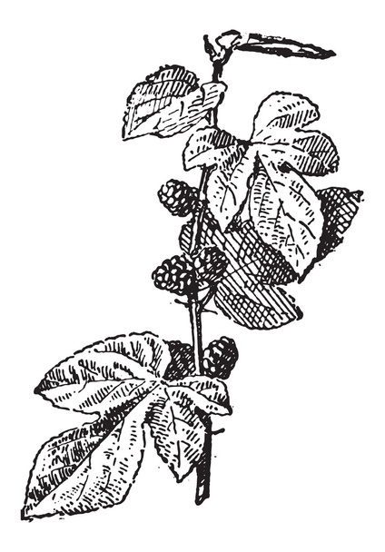 Mulberry ou Morus sp., gravure vintage
 - Vecteur, image