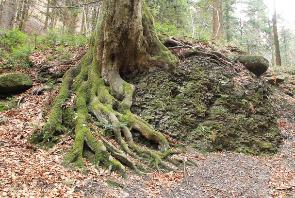 Vieil arbre aux racines révélées recouvert de mousse poussant sur le rocher, Beskydy, République tchèque
 - Photo, image