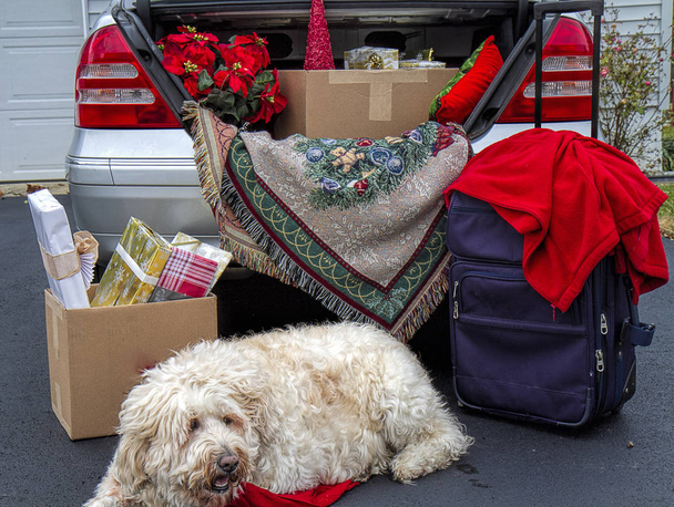 Готовиться к рождественским праздникам - это концептуальное изображение багажника автомобиля, упакованного подарками, пуансеттами, багажом и предметами, необходимыми для поездки. Большая белая золотистая собака терпеливо ждет своего путешествия
. - Фото, изображение