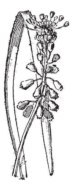 üzüm sümbül veya muscari sp., antika gravür - Vektör, Görsel