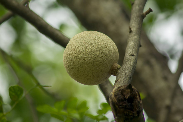 Feronia Olifantsappel op de boom is een overblijvende medium. - Foto, afbeelding