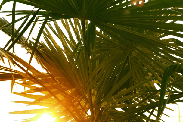 Пальма крупним планом на сонячному світлі
 - Фото, зображення