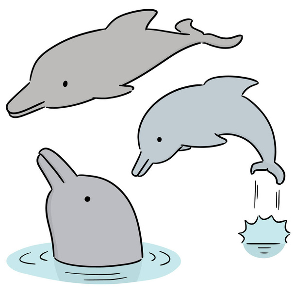 vector set of dolphin - Vector, Image