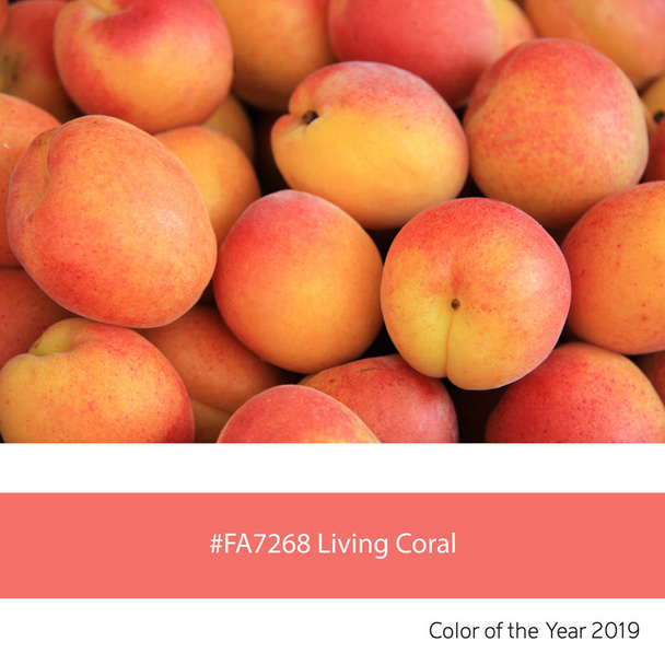 Albaricoques frescos como ejemplo del color de tendencia del año 2019, Coral vivo, con el correspondiente código hexadecimal de color
.  - Foto, imagen