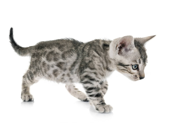 gato de bengala delante de fondo blanco - Foto, Imagen