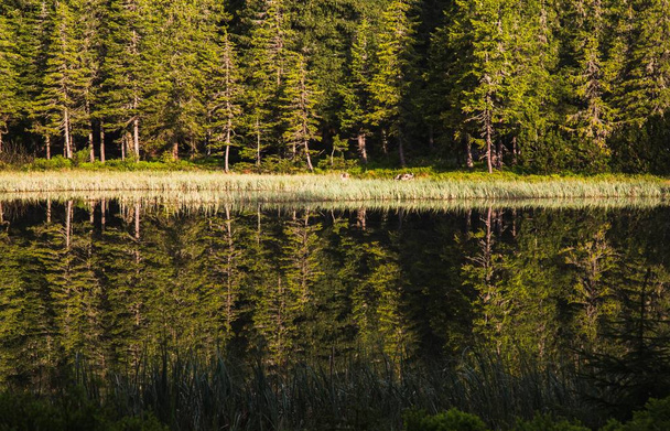 piękny widok na las, odbijające się w wodzie, jezioro Mariczejka, Jaremcze, Ukraina - Zdjęcie, obraz