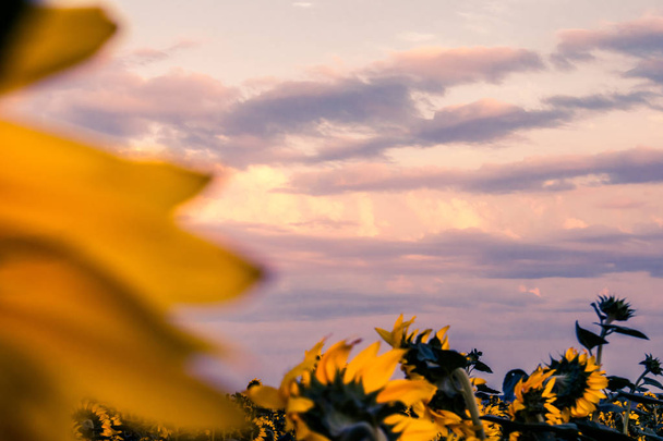 Hot and warm colors and shades of beautiful landscapes of Russia in the Rostov region. Local fields of blooming yellow sunflowers, at sunset Sunny summer day. Colorful and unusual types of clouds and sky. The sun rises Golden. - Foto, Imagem