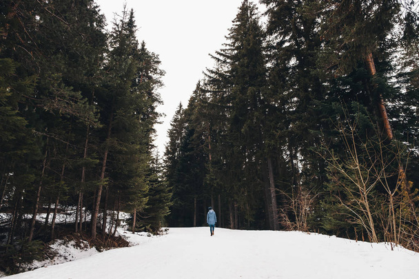Woman walking in a winter forest. Adventurer, walks among huge pine trees on a road covered with snow. Awesome travel in winter wilderness. Back view. - Fotografie, Obrázek