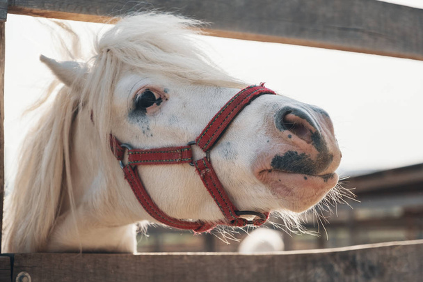 Portrét krásné bílé cute koně. Nejroztomilejší bílém koni portrét, krásná tvář - Fotografie, Obrázek