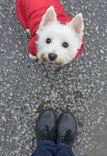 dog in red clothing looks into the camera - Photo, Image