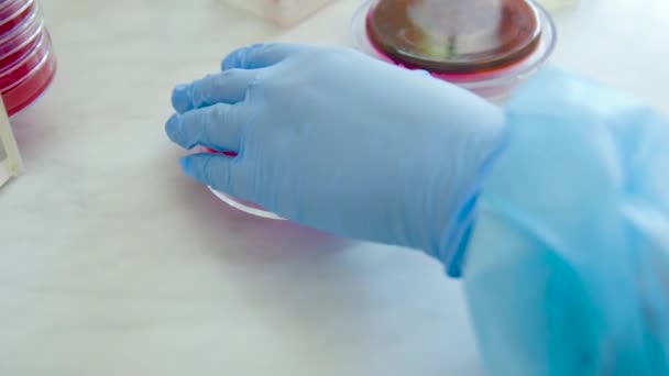 Petri dishes in the bacteriological laboratory - Materiał filmowy, wideo