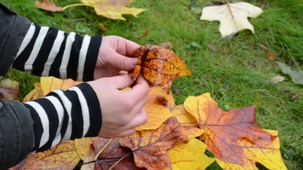 hands make decorative flower beautiful autumn tree leaf - Footage, Video