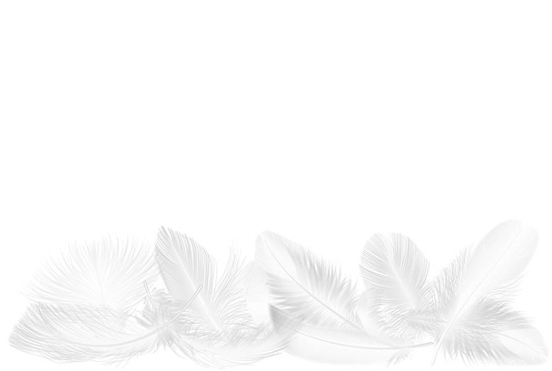 Vector realistic soft white falling fluffy twirled feathers set isolated on white
. - Вектор,изображение