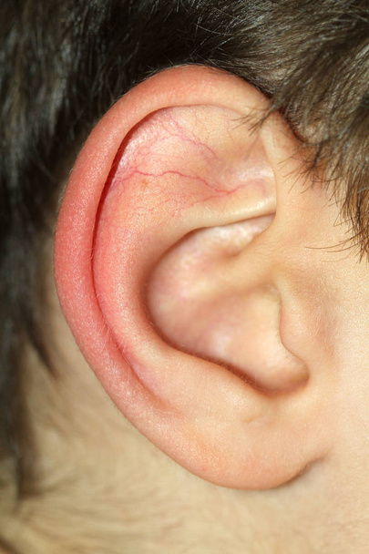 Детское ухо, крупный план
 - Фото, изображение