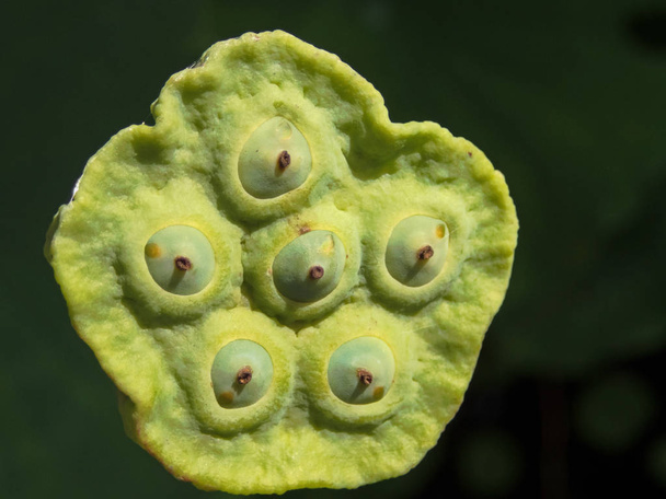 Close-up van de details van een waterplant genaamd een lotus-pod met een donkere achtergrond in de zomer.  - Foto, afbeelding